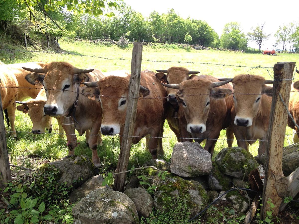 Le Clos De Banes Argences-en-Aubrac Exterior photo